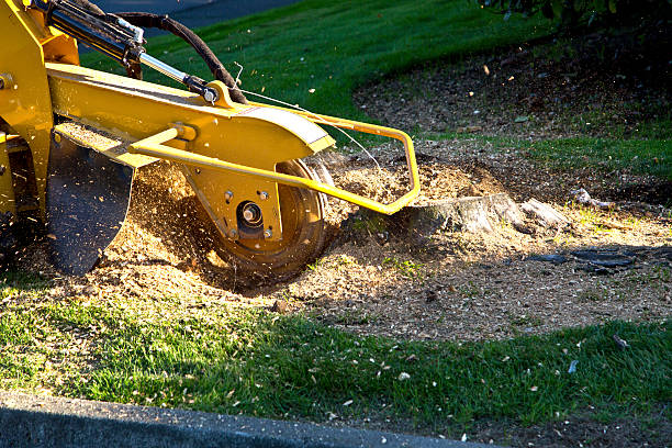 Grass Overseeding in Summitville, IN